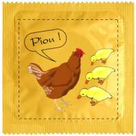 préservatif poule et poussins
